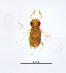 Trichogramma wasp adult