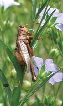 grasshopper infected with Entomophaga grylli