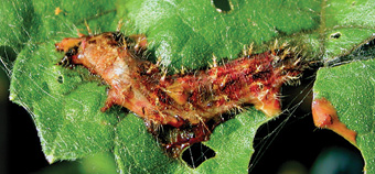 Thistle caterpillar infected with a baculovirus