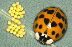 adult Asian ladybird beetle with yellow eggs