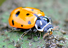 lady beetle adult