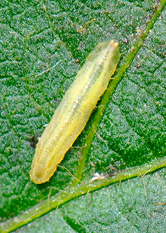 syrphid fly larva