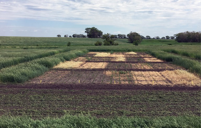 Figure 2. Residual rye biomass as affected by termination timing. Rye in the plots with the least amount of biomass was terminated two weeks before planting. Rye was terminated in other plots at weekly intervals, with the last termination occurring at two weeks after soybean planting. Each row of plots in the photo are replicates of the same treatments. (Joel Ransom, NDSU)