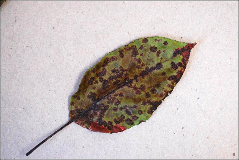 severely infected crabapple leaf with black lesions and discoloration at the end of the growing season