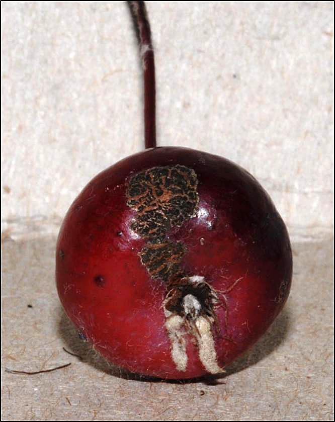 Infected crabapple fruit with black corky lesion caused by the apple scab fungus.
