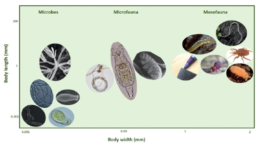Illustration from Orgiazzi et al., 2016 showing relative sizes of soil organisms.