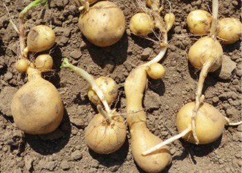Figure 11. Heat sprouts with tuber chaining.