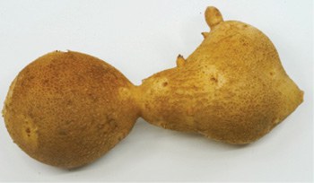 Figure 3. Dumbbell-shaped tuber.