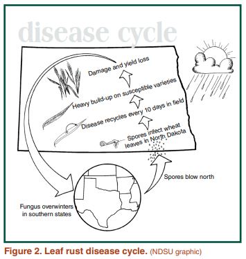 . Leaf rust disease cycle