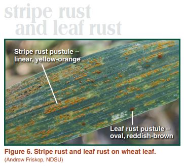 Stripe rust and leaf rust on wheat leaf