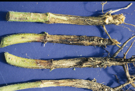 Fusarium root rot, Photo by B Nelson, NDSU