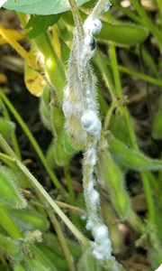 soybean infected with Sclerotinia white mold
