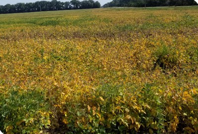 soybean field with severe Sclerotinia white mold