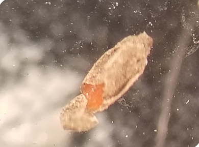 soybean gall midge larval cocoon from soil