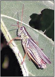 Adult – two-striped grasshopper