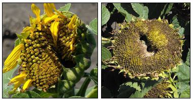 Sunflower head damaged by sunflower bud moth