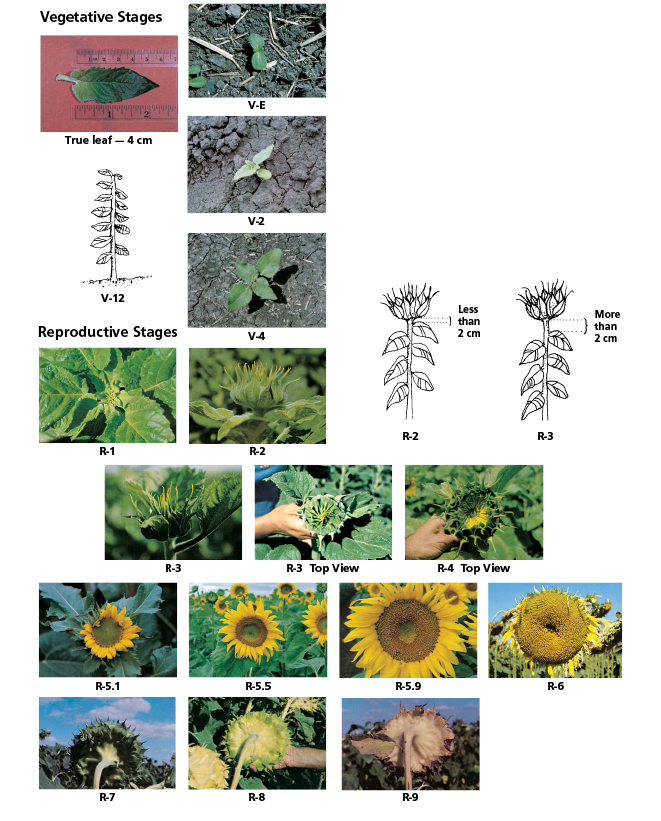 Stages of sunflower development.