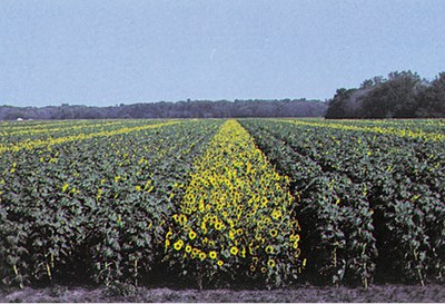  A hybrid seed production field of sunflower