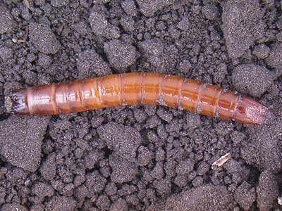 Wireworm larvae