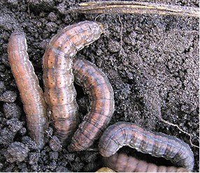 Larva – Redbacked cutworm