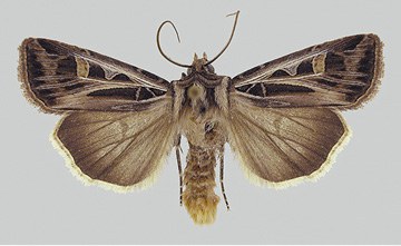 Adult – Dingy cutworm