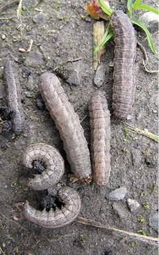 Larva – Dingy cutworm