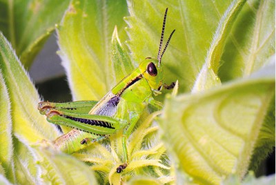 Nymph – two-striped grasshopper