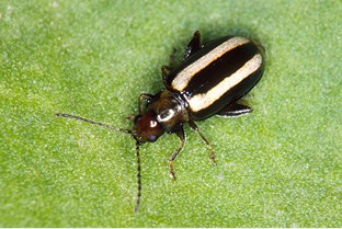 Adult – Palestriped flea beetle