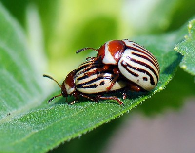 Two adult sunflower beetles