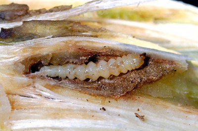 Dectes stem borer larva