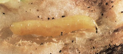 Sunflower maggot larva