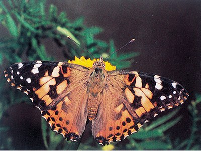 Adult painted lady butterfly