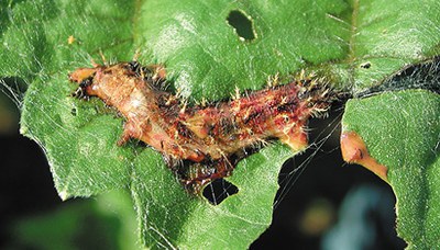 Viral-infected thistle caterpillar