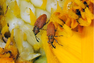 Adult red sunflower seed weevils