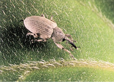 Adult gray sunflower seed weevil