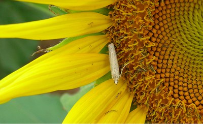 Adult sunflower moth