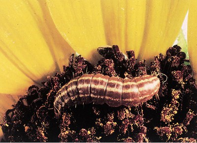 Sunflower moth larva