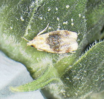 Banded sunflower moth adult and eggs