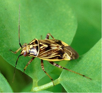 Adult lygus bug