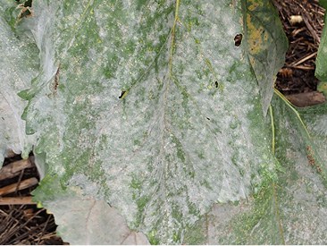 Powdery mildew on top surface of the leaf