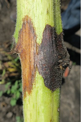 Phoma black stem (black on the right) and developing Phomopsis stem canker lesion (brown)