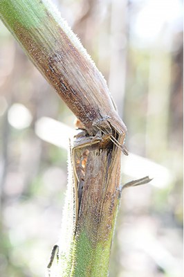 Phomopsis stem canker