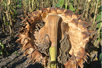 Severe Sclerotinia head rot infection