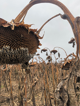 sunflowers depredated by birds