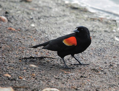 Figure 123. The red-winged blackbird is the most serious bird pest of sunflower in the northern Great Plains. (USDA Wildlife Services)