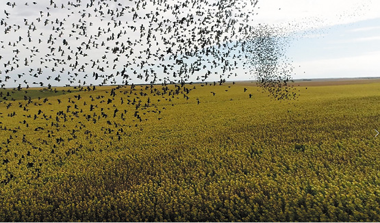 blackbirds over sunflower field