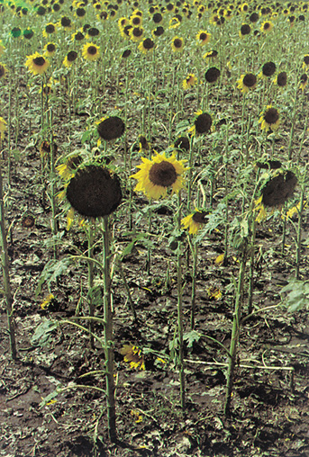 sunflowers defoliated by hail