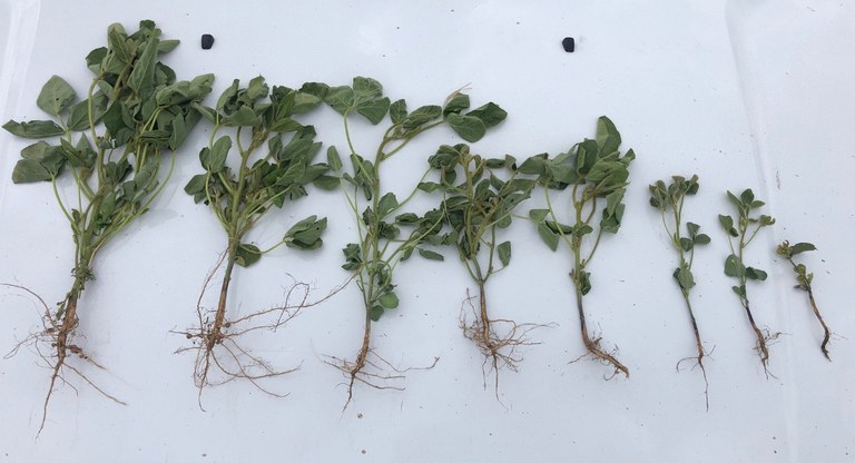 soybean plants and their root systems
