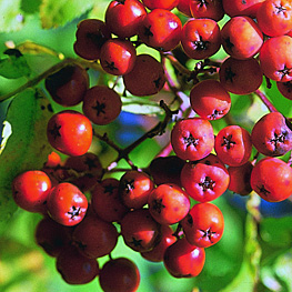 European Mountain Ash berries
