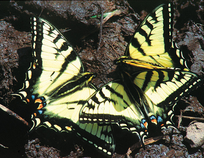 Canadian swallowtails Figure 2